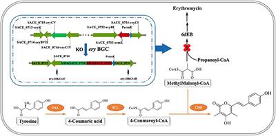 Reconstruction of Secondary Metabolic Pathway to Synthesize Novel Metabolite in Saccharopolyspora erythraea